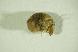 Image of Hydropsyche (Hydropsyche) pellucidula (Curtis 1834)