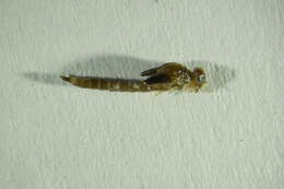 Image of <i>Baetis niger</i>