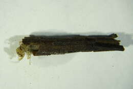 Image of Oligotricha striata (Linnaeus 1758)
