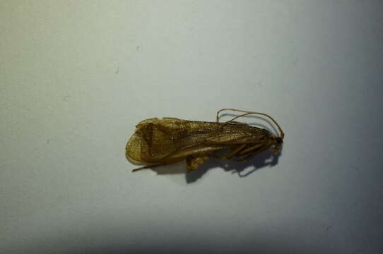 Image of Stenophylax