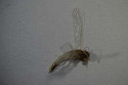 صورة Baetis fuscatus (Linnaeus 1761)