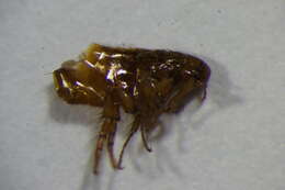 Ctenocephalides resmi