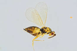 Image of Sigmophora