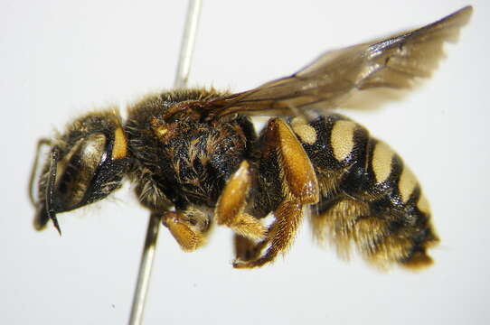 Image of Rhodanthidium caturigense (Giraud 1863)