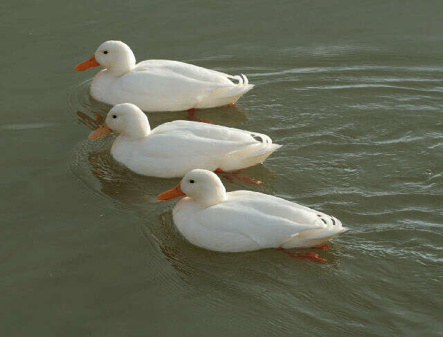 Image of Common Mallard