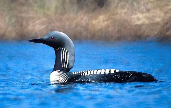 Image of loons