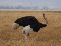 Image of ostriches