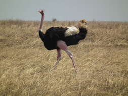 Image of ostriches