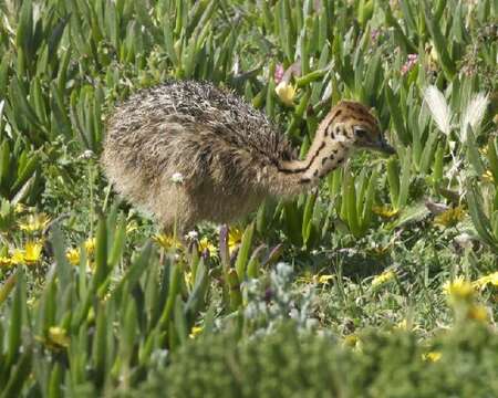 Image of ostriches