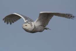 Image of Snowy Owl