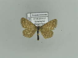 Imagem de Scopula immorata Linnaeus 1758