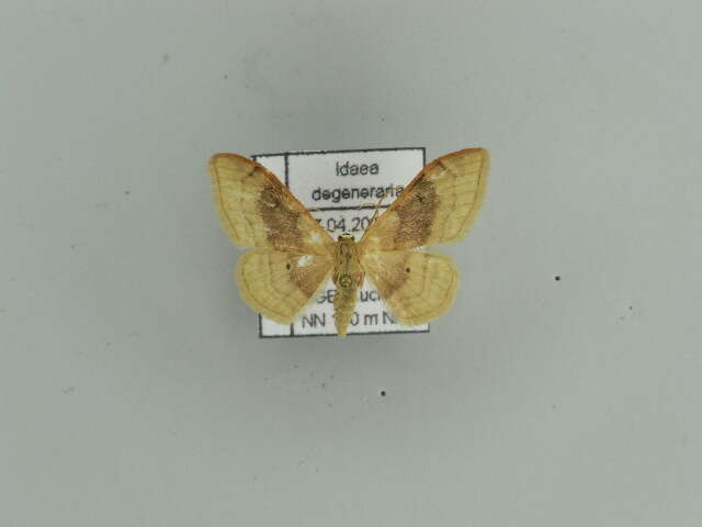 Image of Idaea degeneraria Hübner 1798