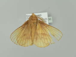 Слика од Euthrix potatoria Linnaeus 1758