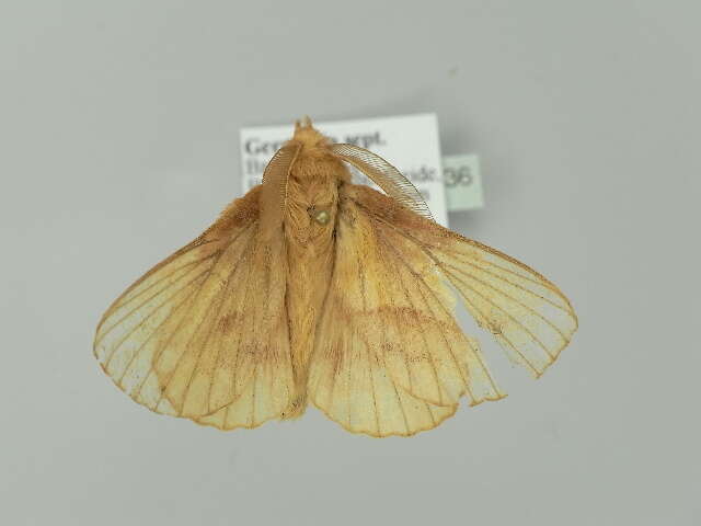 Слика од Euthrix potatoria Linnaeus 1758