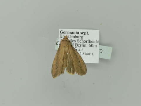 Image of brown-veined wainscot