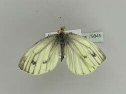 Plancia ëd Pieris napi (Linnaeus 1758)