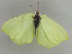 Imagem de Gonepteryx rhamni (Linnaeus 1758)