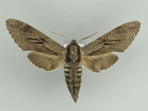 Image of Pine hawkmoth