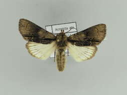 Acronicta alni Linnaeus 1767 resmi