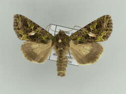 Image of orache moth