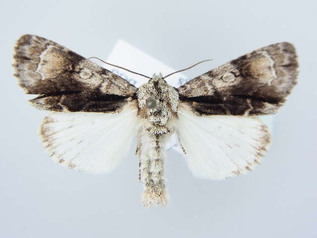 Acronicta alni Linnaeus 1767 resmi