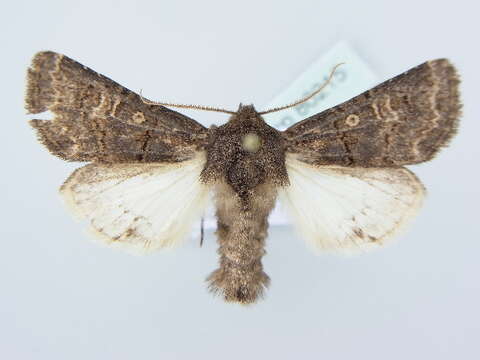 Image of hedge rustic