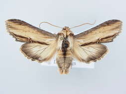 Image of <i>Shargacucullia scrophulariae</i>