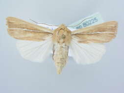 Image of Mythimna (Hyphilare) litoralis Curtis 1827