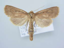 Image of <i>Lenisa geminipuncta</i>