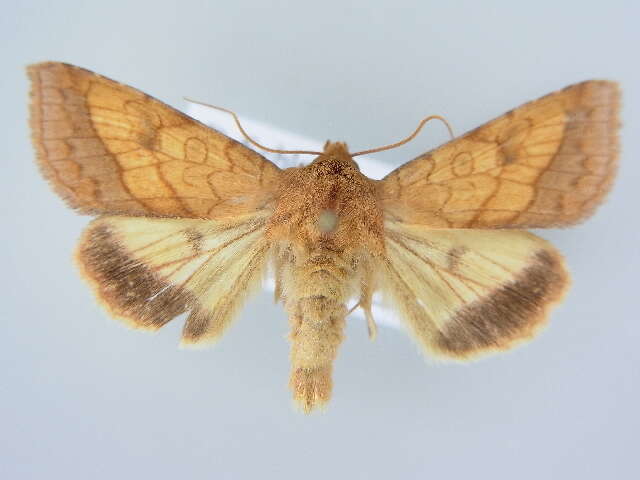 Image of bordered sallow