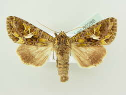 Image of orache moth