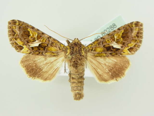 Image of orache moth