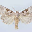 Image of <i>Eucarta virgo</i>