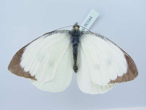 Image of cabbage butterfly