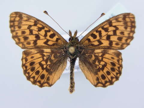 Image of Boloria dia