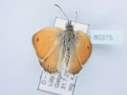 Image of small heath