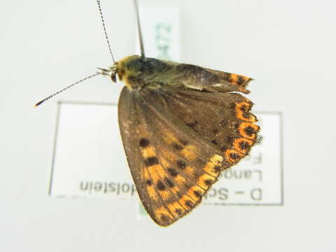 Image of <i>Lycaena tityrus</i>