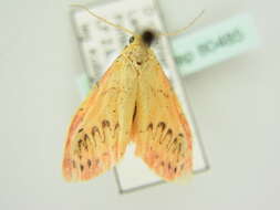 Image of rosy footman