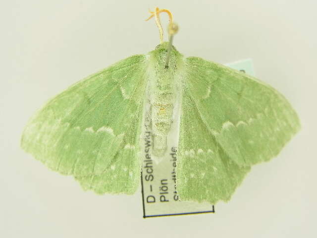 Imagem de Geometra papilionaria Linnaeus 1758