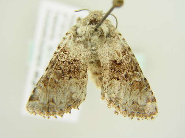Image of broad-barred white