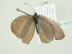 Image of holly blue