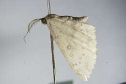 Image of birch mocha