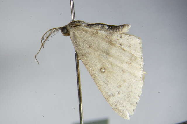 Image of birch mocha