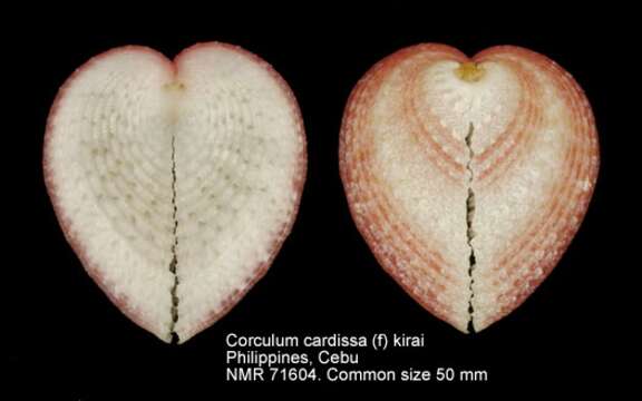 Image of Corculum Röding 1798