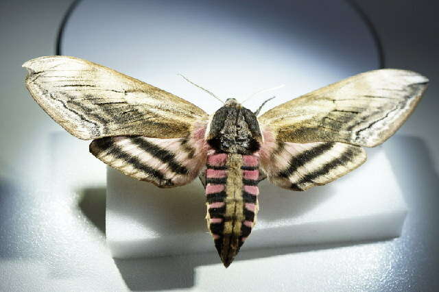 Image of privet hawk-moth