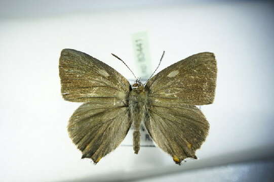 Image of <i>Satyrium spini</i>