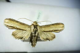 Image of <i>Shargacucullia scrophulariae</i>