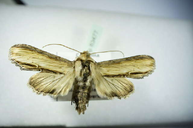 Image of <i>Shargacucullia scrophulariae</i>
