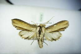 Image of <i>Shargacucullia scrophulariae</i>