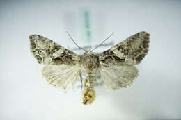 Image of Beautiful Brocade